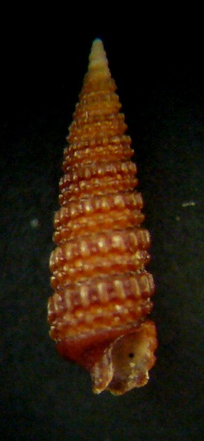 Cerithiopsis da identificare